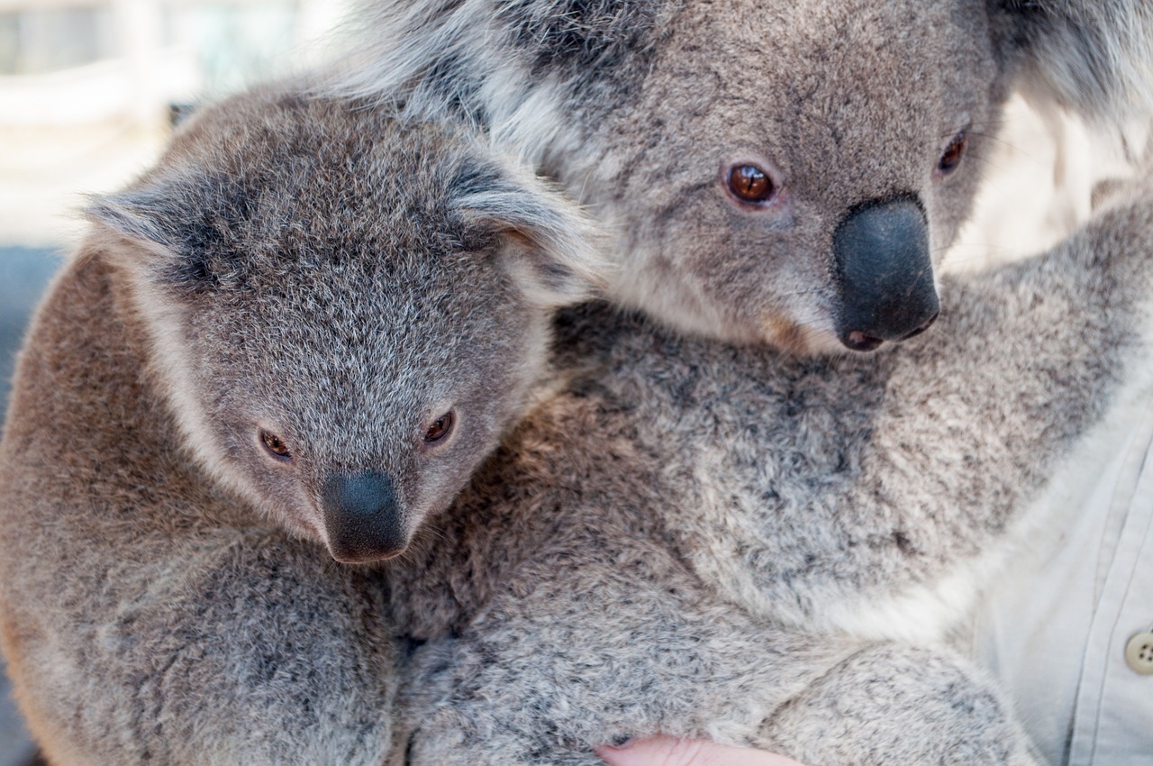 Koala, Gyvūnas, Džiunglės, Laukinė Gamta, Žinduolis, Gamta, Zoologijos Sodas, Laukiniai, Australia, Marsupial