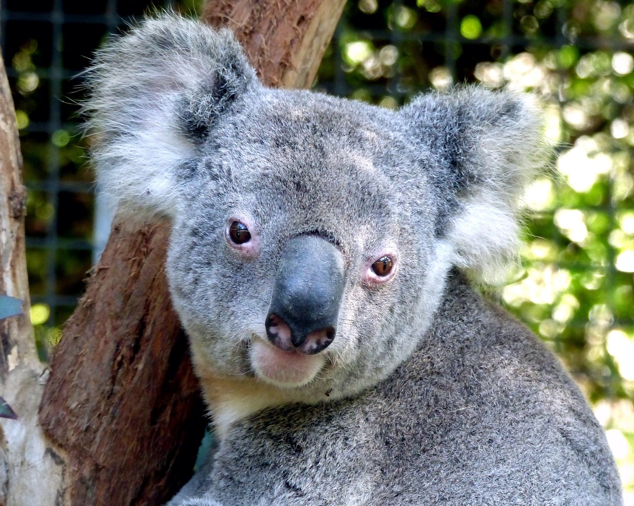 Koala, Turėti, Mielas, Portretas, Pilka, Mėlynos Akys, Unikalus, Australia, Arboreal, Žolėdžių