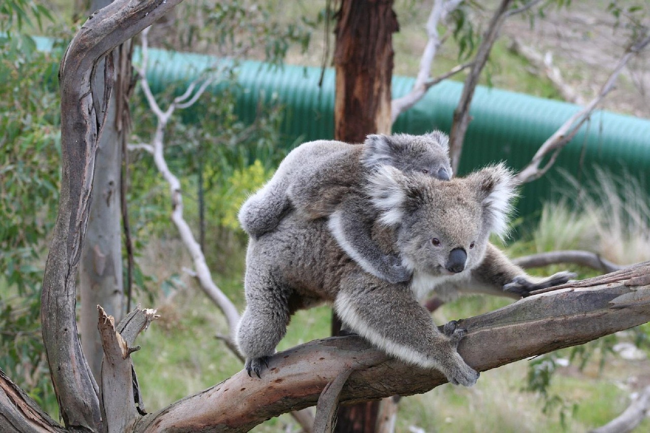 Koala, Neša, Motina, Joey, Jaunas, Medis, Sėdi, Sustingęs, Portretas, Pilka