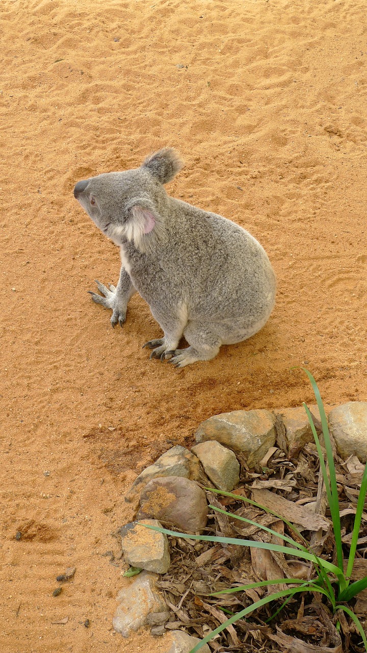 Koala, Gamta, Zoologijos Sodas, Gyvūnai, Laukinė Gamta, Žinduolis, Turėti, Australia, Marsupial, Pilka