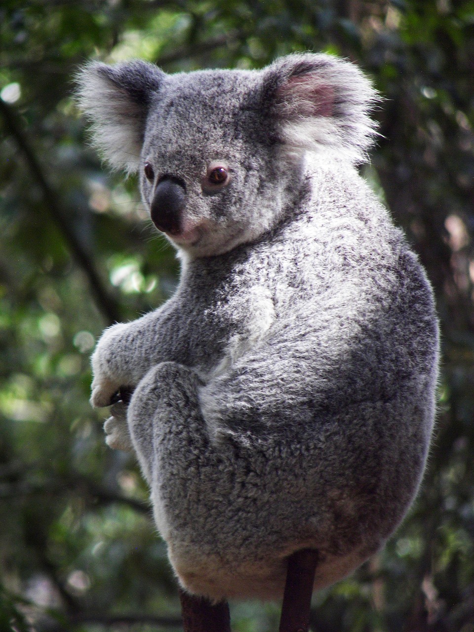 Koala, Australia, Koala Bear, Marsupial, Queensland, Saldus, Gyvūnas, Pasinerti, Linksma, Nemokamos Nuotraukos