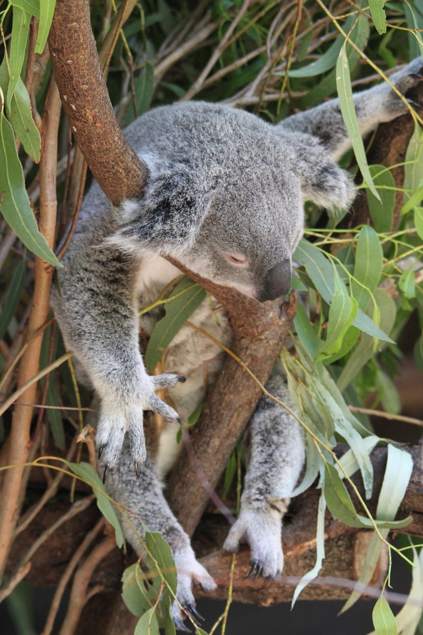 Koala, Phascolarctos Cinereus, Gyvūnas, Ashen Koala, Beutelsaeugertier, Gamta, Koala Bear, Turėti, Išvalyti, Linksma