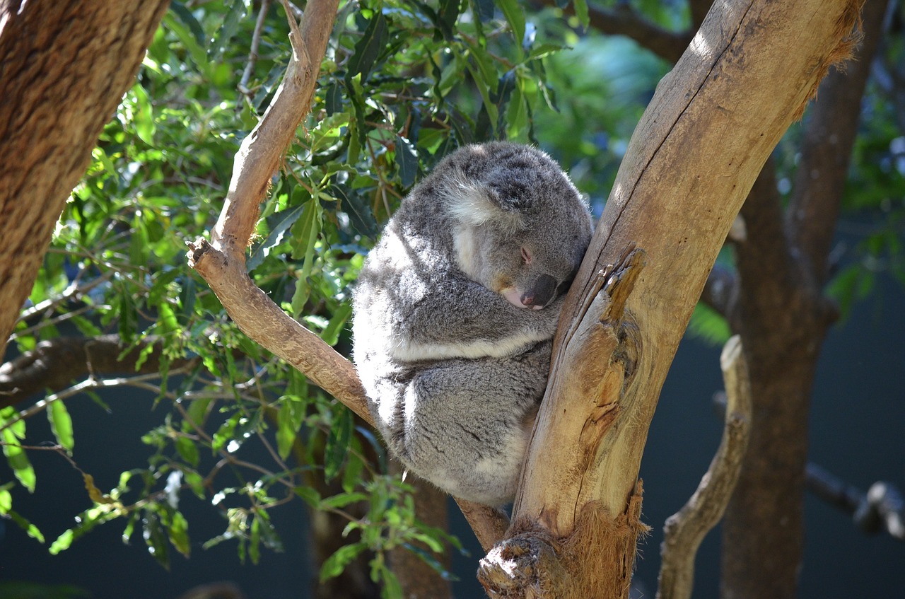 Koala, Marsupial, Gyvūnas, Mielas, Australia, Phascolarctos Cinereus, Medis, Fauna, Žinduolis, Tingus