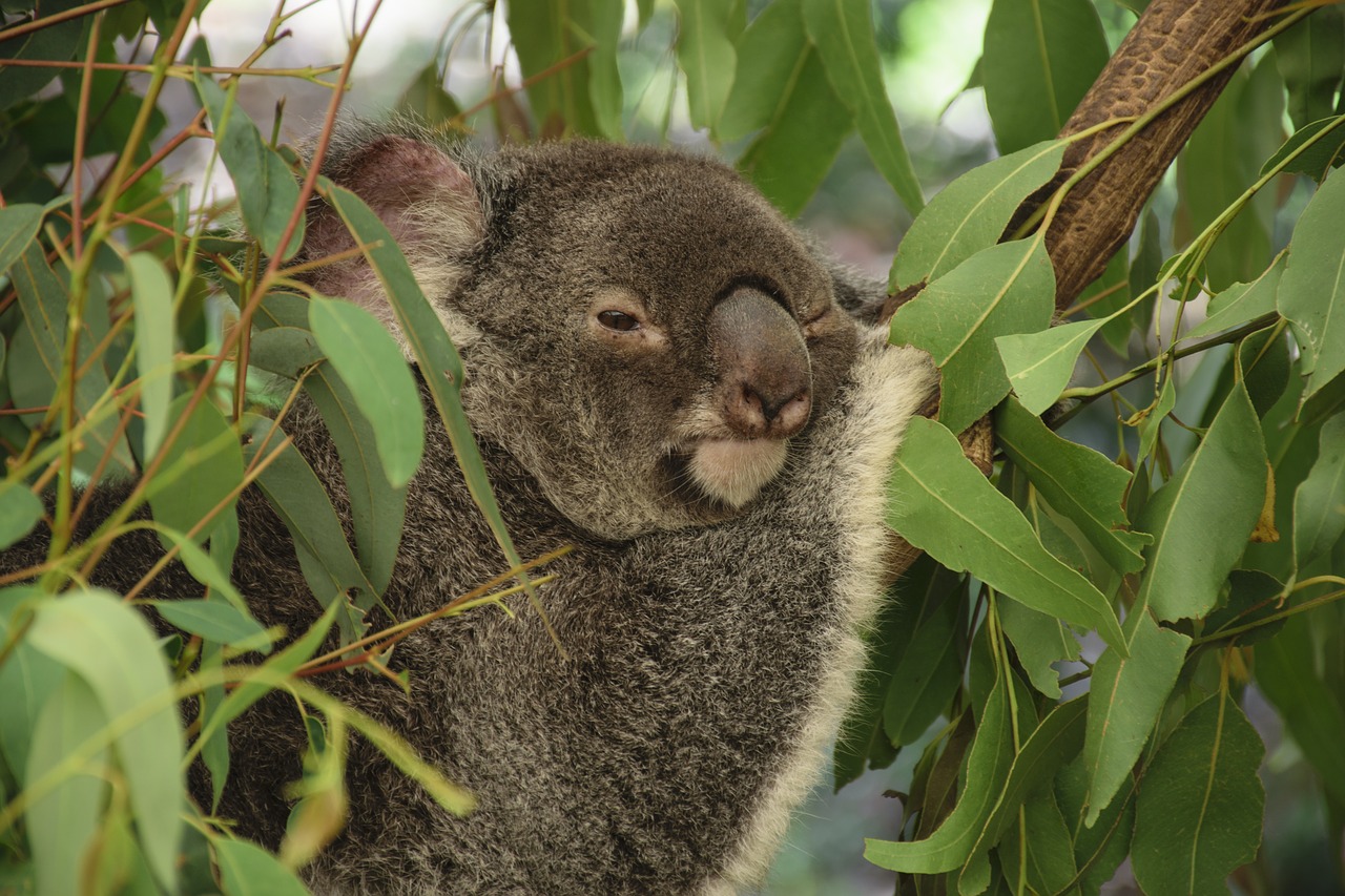 Koala, Australia, Medis, Karalienė, Nemokamos Nuotraukos,  Nemokama Licenzija