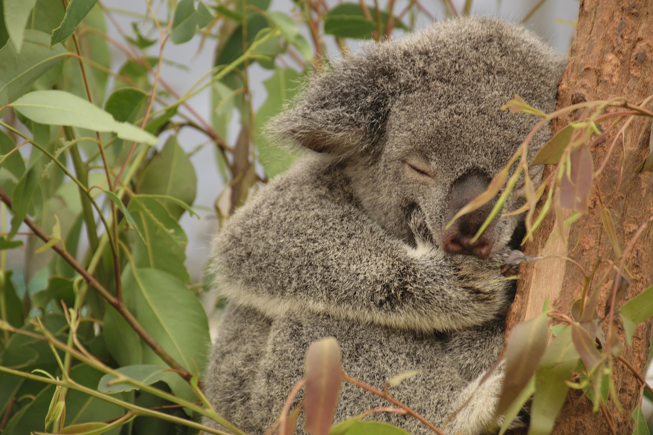 Koala, Australia, Medis, Karalienė, Miegoti, Katė, Nemokamos Nuotraukos,  Nemokama Licenzija
