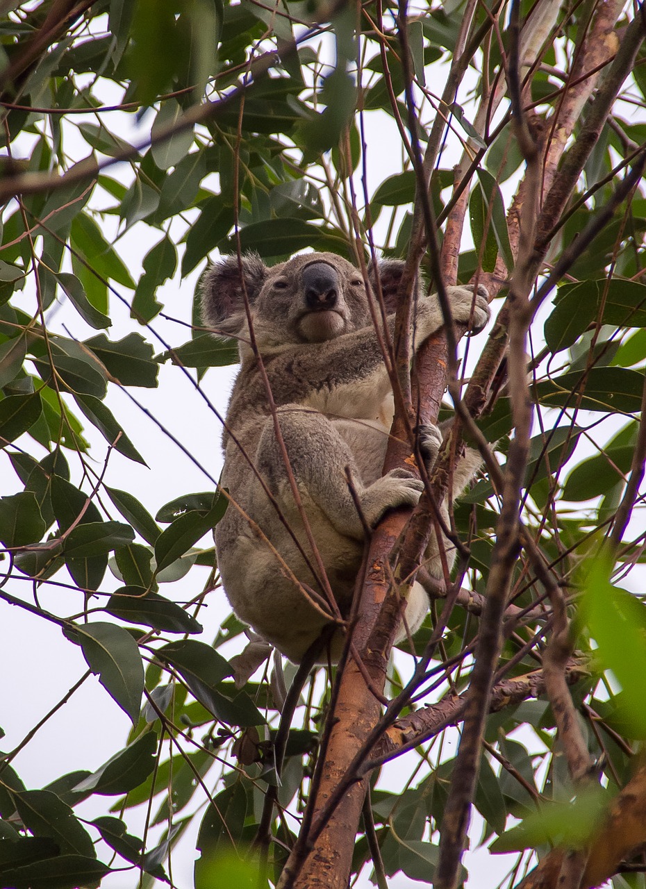 Koala, Marsupial, Pilka, Pūkuotas, Laukiniai, Medis, Gumos Medis, Piktograma, Queensland, Australia