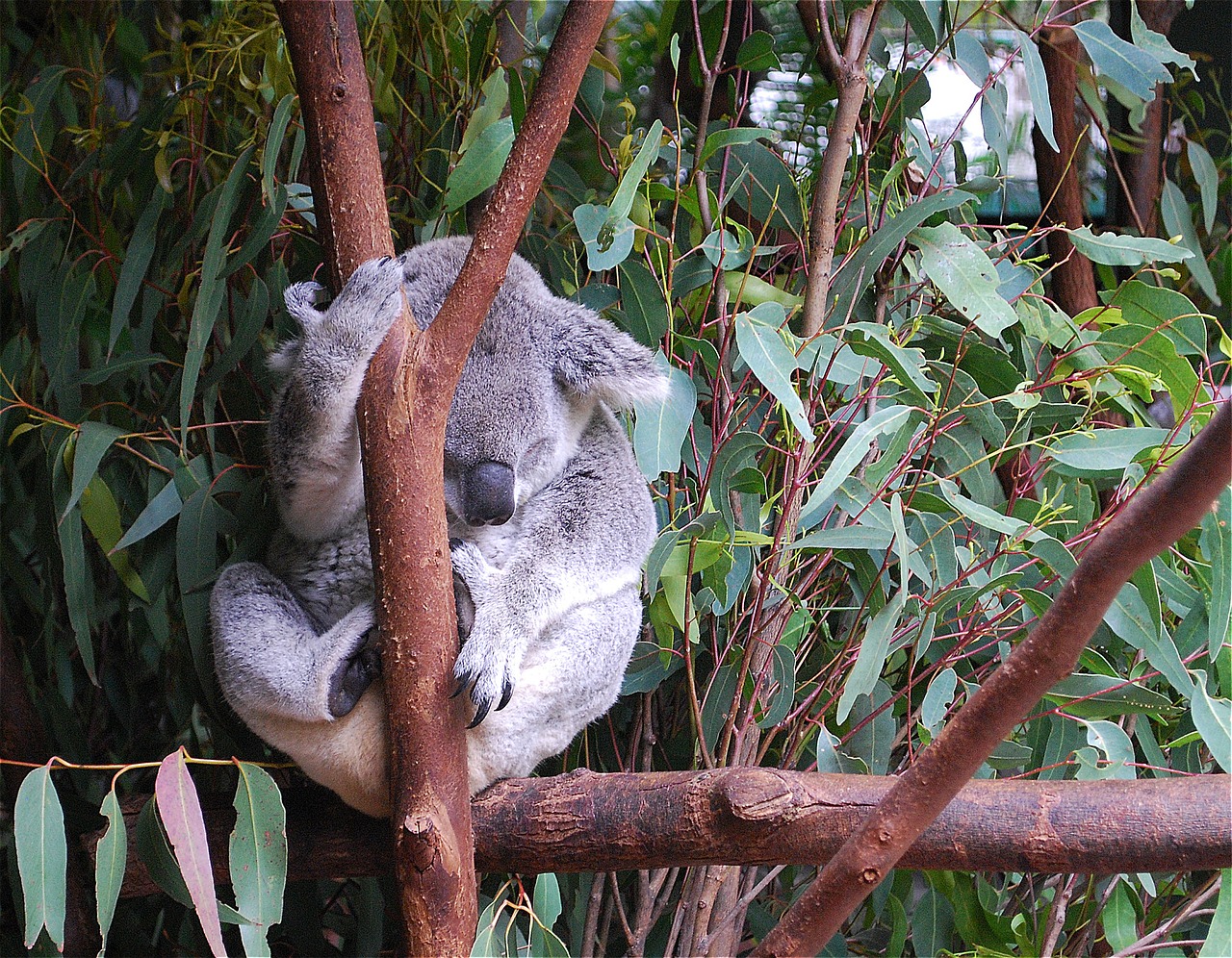 Koala, Turėti, Gyvūnas, Mielas, Laukinė Gamta, Eukaliptas, Zoologijos Sodas, Nemokamos Nuotraukos,  Nemokama Licenzija