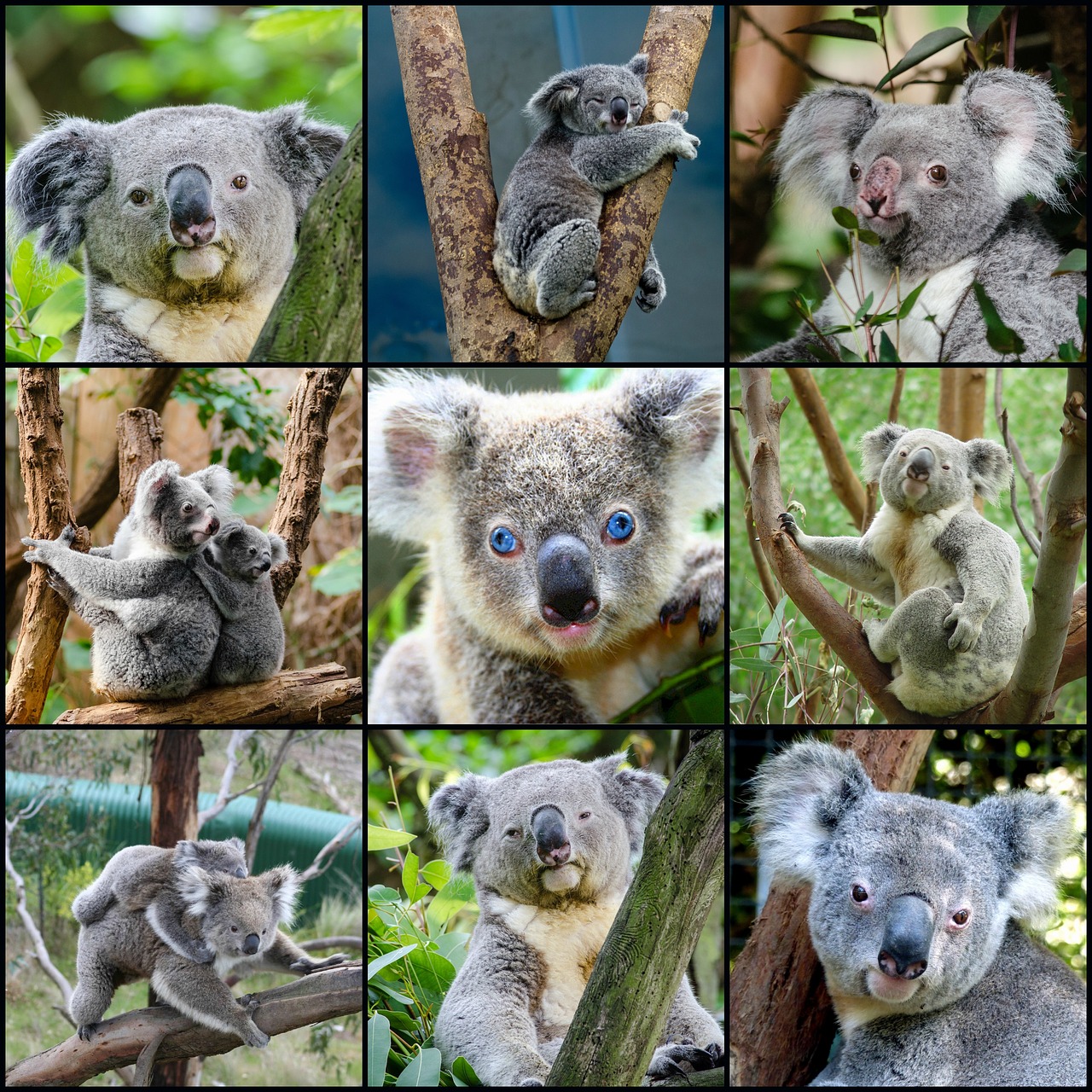 Koala, Padovanoti Koliažą, Medis, Sėdi, Sustingęs, Portretas, Pilka, Kailis, Laukinė Gamta, Gamta