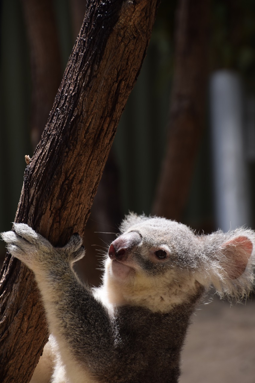 Koala, Alpinizmas, Australia, Laukiniai, Laukinė Gamta, Marsupial, Nemokamos Nuotraukos,  Nemokama Licenzija