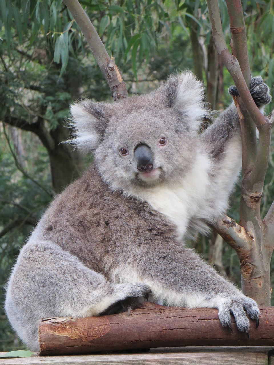 Koala, Australia, Laukinė Gamta, Gyvūnas, Gamta, Marsupial, Mielas, Laukiniai, Gimtoji, Turėti