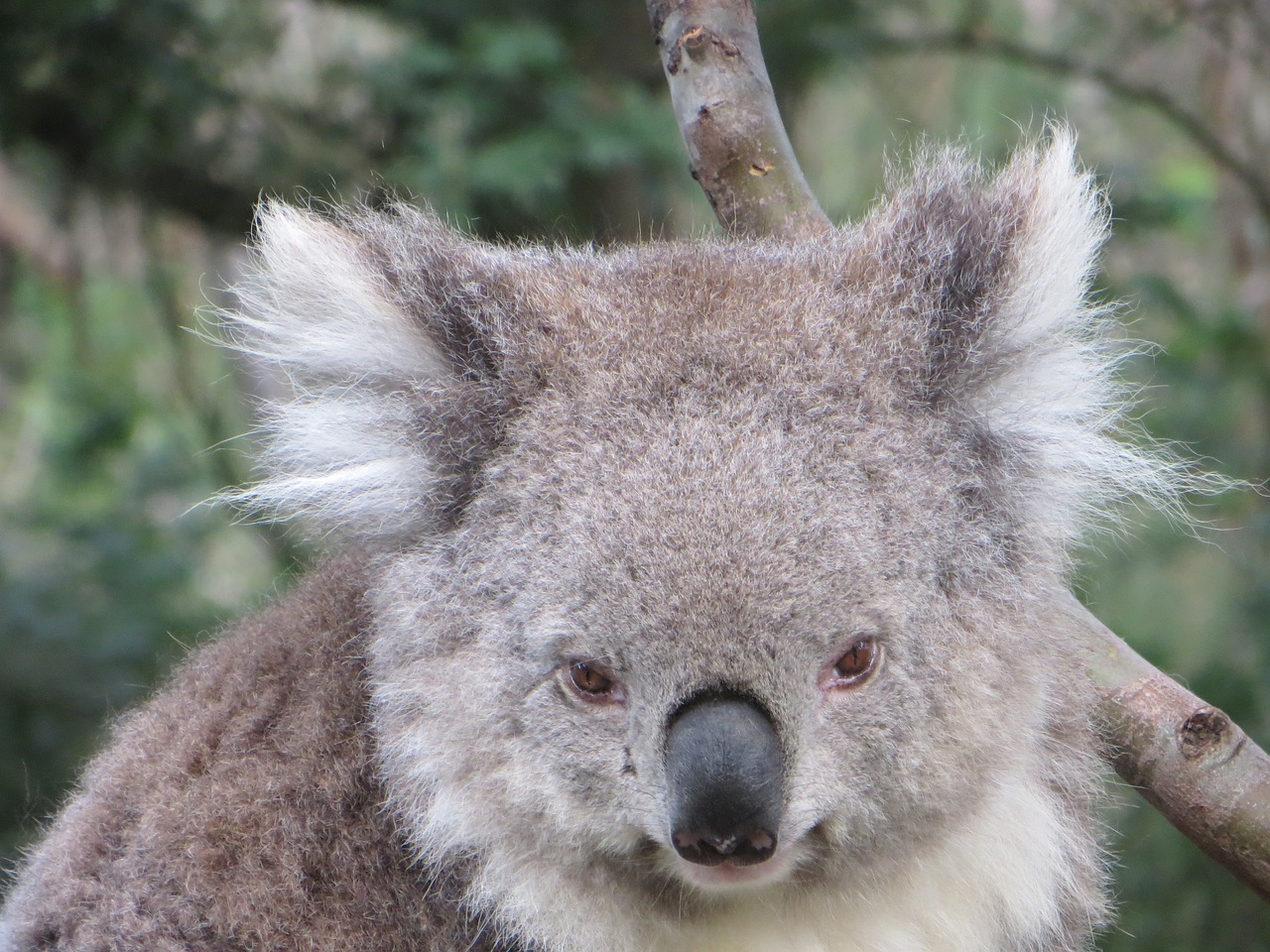 Koala, Australia, Laukinė Gamta, Gyvūnas, Gimtoji, Marsupial, Mielas, Kailis, Gamta, Laukiniai