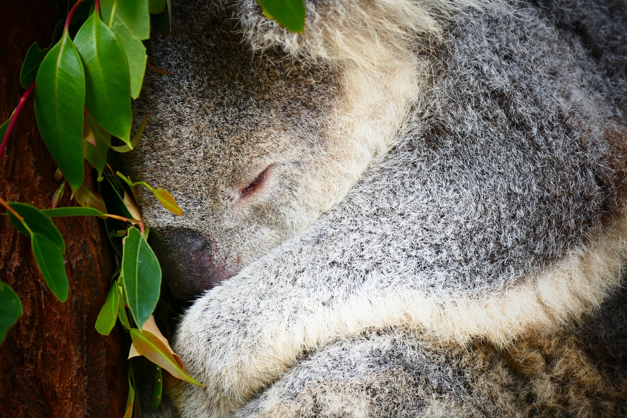Koala, Australia, Miegoti, Gyvūnas, Medis, Laukinė Gamta, Gamta, Mielas, Turėti, Eukaliptas