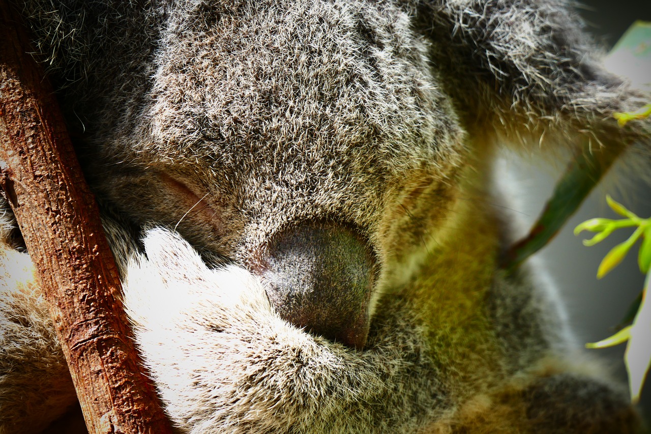 Koala, Australia, Mielas, Gyvūnas, Medis, Laukinė Gamta, Gamta, Turėti, Eukaliptas, Marsupial