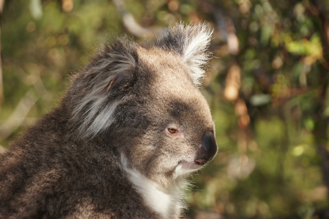 Koala, Australia, Koala Bear, Tingus, Poilsis, Gyvūnas, Gamtos Apsauga, Filipo Sala, Išvalyti, Linksma