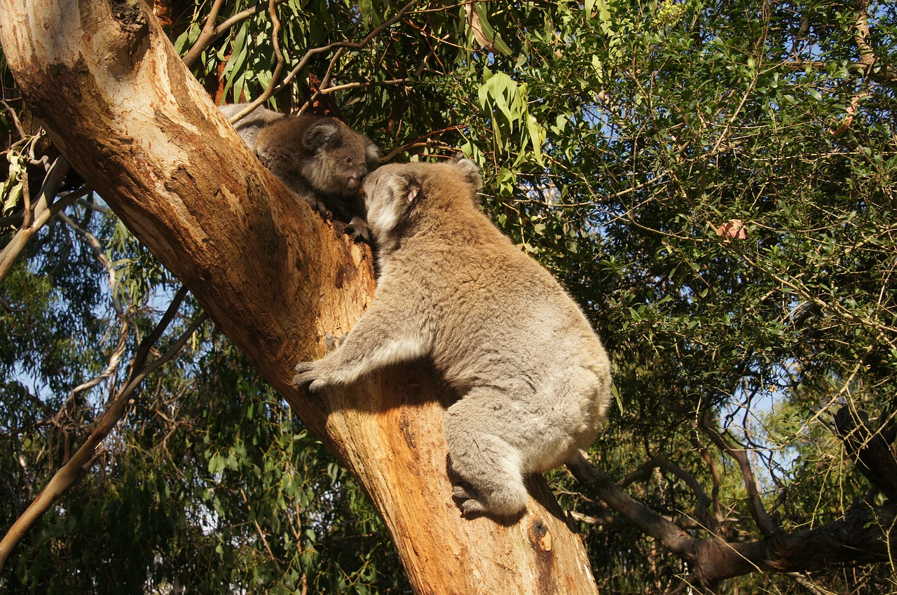 Koala, Australia, Koala Bear, Tingus, Poilsis, Gyvūnas, Gamtos Apsauga, Filipo Sala, Išvalyti, Linksma