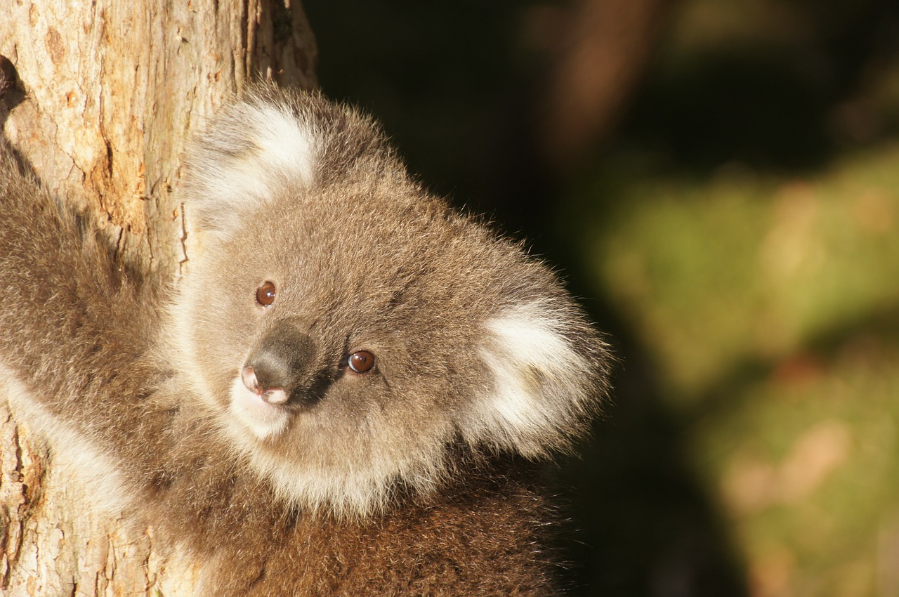 Koala, Australia, Koala Bear, Tingus, Poilsis, Gyvūnas, Gamtos Apsauga, Filipo Sala, Išvalyti, Linksma