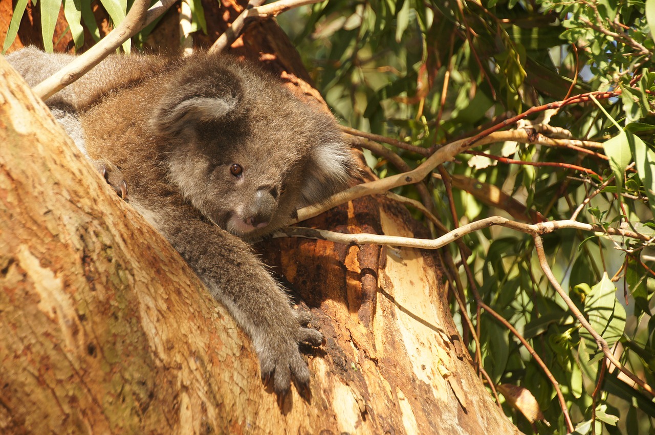 Koala, Australia, Koala Bear, Tingus, Poilsis, Gyvūnas, Gamtos Apsauga, Filipo Sala, Išvalyti, Linksma