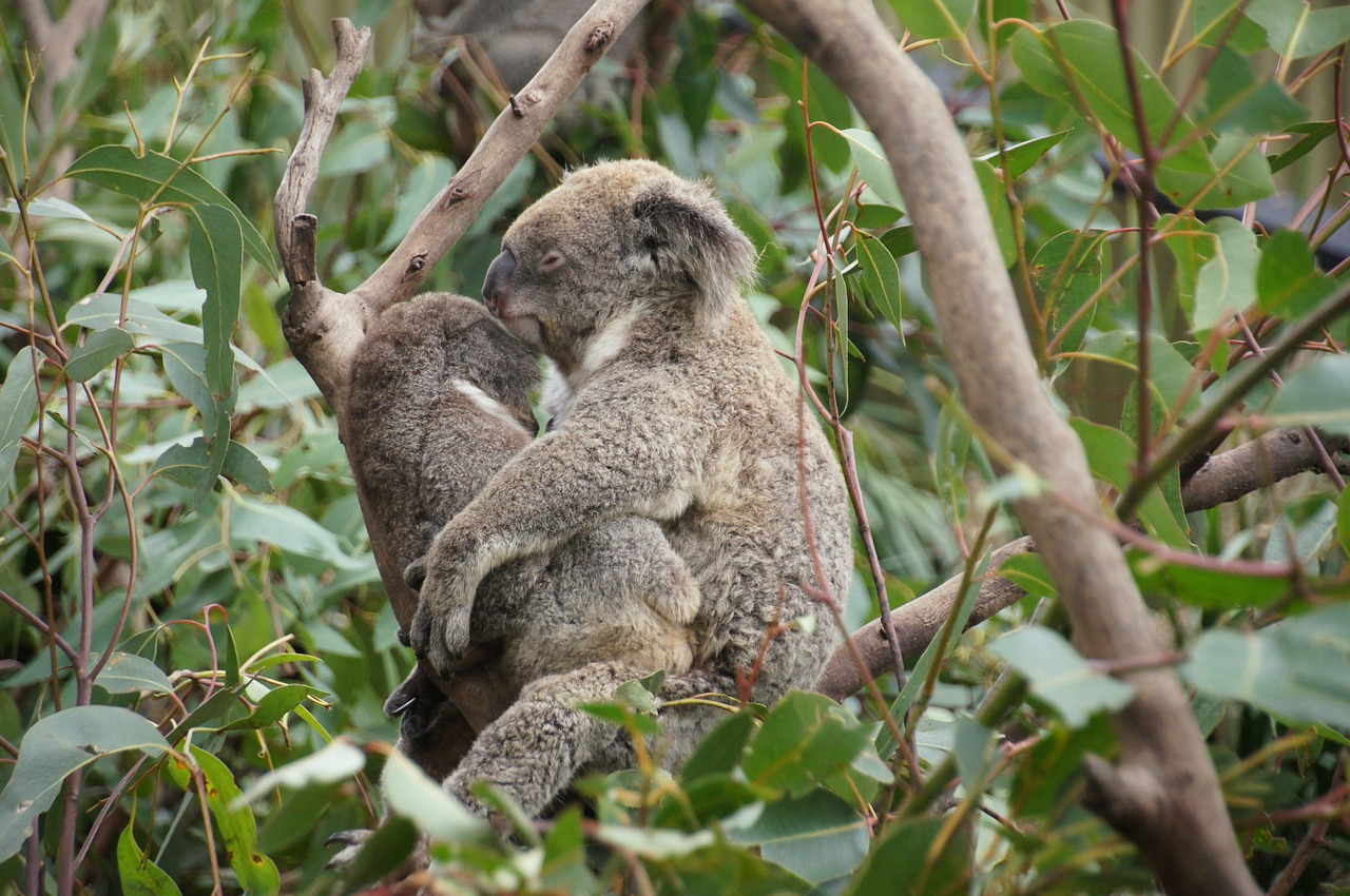 Koala, Australia, Koala Bear, Tingus, Poilsis, Gyvūnas, Gamtos Apsauga, Filipo Sala, Išvalyti, Linksma