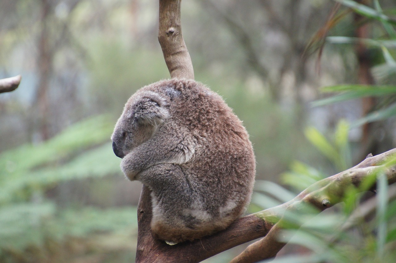 Koala, Australia, Koala Bear, Tingus, Poilsis, Gyvūnas, Gamtos Apsauga, Filipo Sala, Išvalyti, Linksma