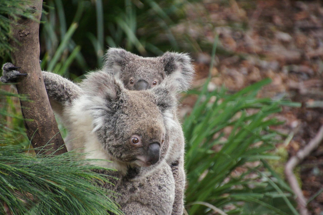 Koala, Australia, Koala Bear, Tingus, Poilsis, Gyvūnas, Gamtos Apsauga, Filipo Sala, Išvalyti, Linksma