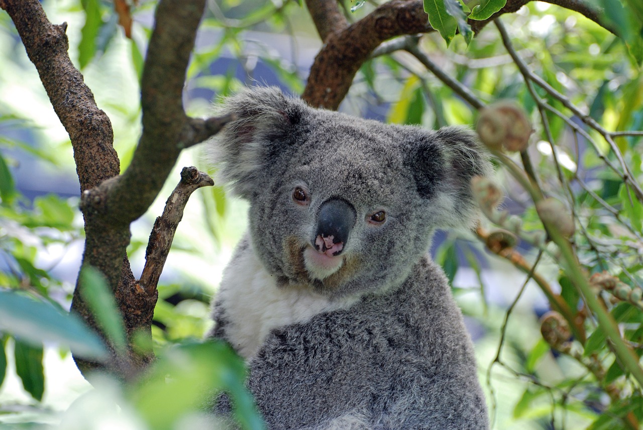 Koala, Australia, Zoologijos Sodas, Koala Bear, Nemokamos Nuotraukos,  Nemokama Licenzija