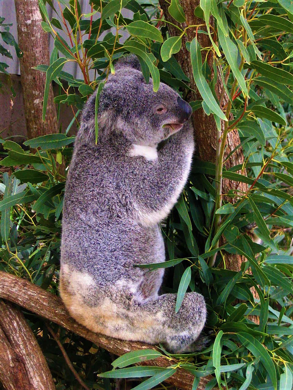 Koala, Australia, Gyvūnas, Medis, Mielas, Turėti, Eukaliptas, Laukinė Gamta, Gamta, Kailis