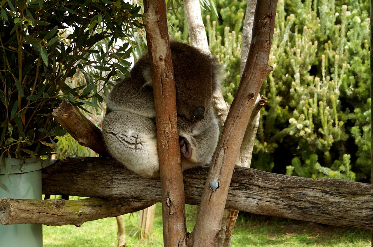 Koala, Medis, Mielas, Eukaliptas, Miegoti, Linksma, Aussie, Gyvūnas, Laukinė Gamta, Nemokamos Nuotraukos