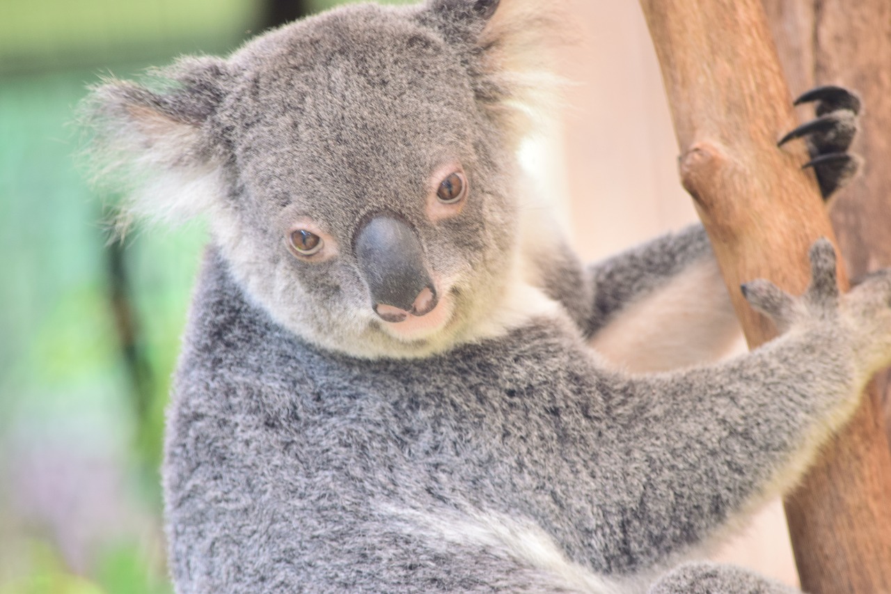 Koala, Gamta, Laukinė Gamta, Žinduolis, Mielas, Australia, Eukaliptas, Gyvūnas, Medis, Nemokamos Nuotraukos