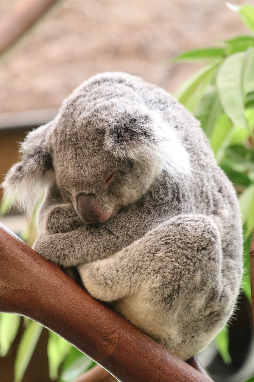 Koala, Turėti, Australia, Gyvūnas, Mielas, Gamta, Laukinė Gamta, Laukiniai, Marsupial, Žinduolis