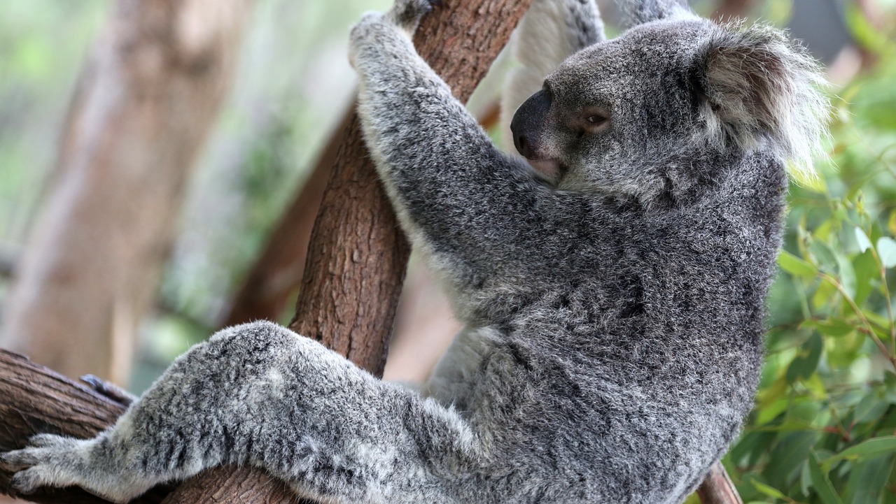 Koala, Koalas, Sugriežtino Medį, Nemokamos Nuotraukos,  Nemokama Licenzija
