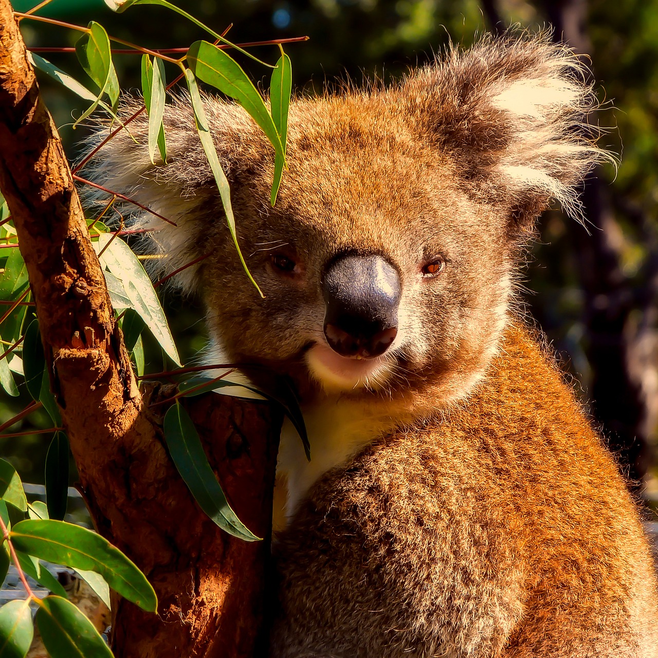 Koala, Gyvūnas, Laukinė Gamta, Makro, Iš Arti, Mielas, Gamta, Lauke, Australia, Nemokamos Nuotraukos