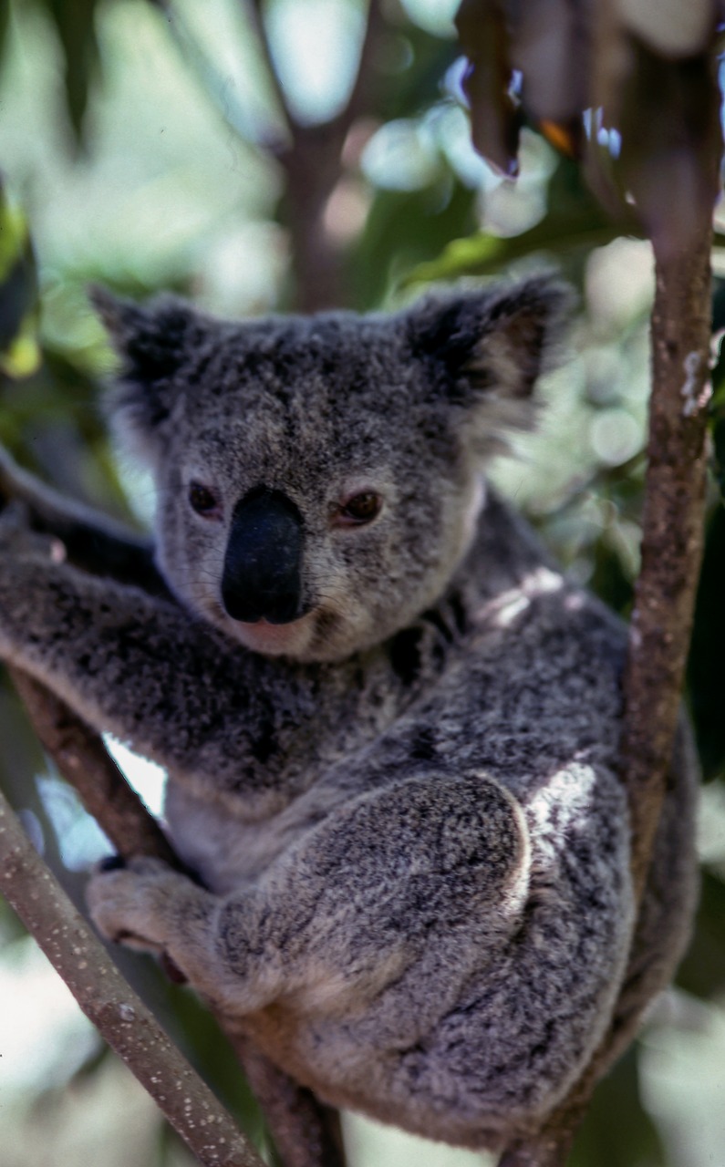 Koala, Gyvūnas, Laukinė Gamta, Nemokamos Nuotraukos,  Nemokama Licenzija