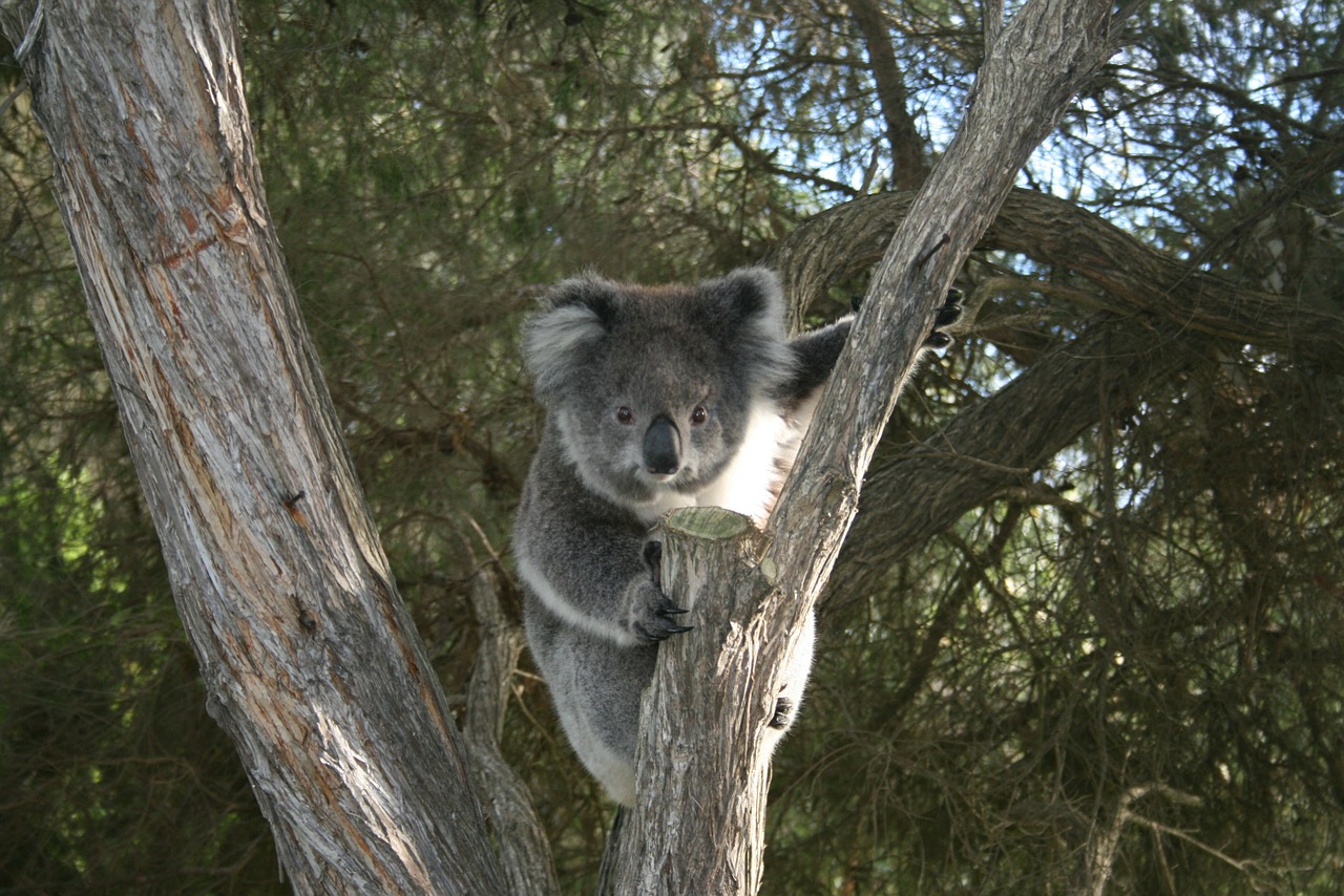 Koala, Australia, Viršutinė Dalis, Nemokamos Nuotraukos,  Nemokama Licenzija