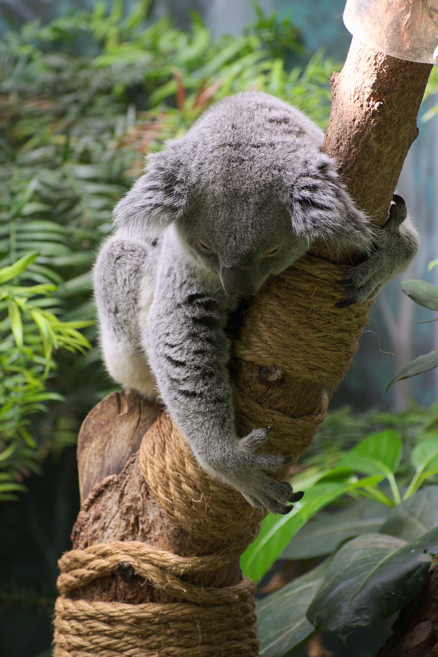 Koala, Gyvūnas, Laukinė Gamta, Australia, Nemokamos Nuotraukos,  Nemokama Licenzija