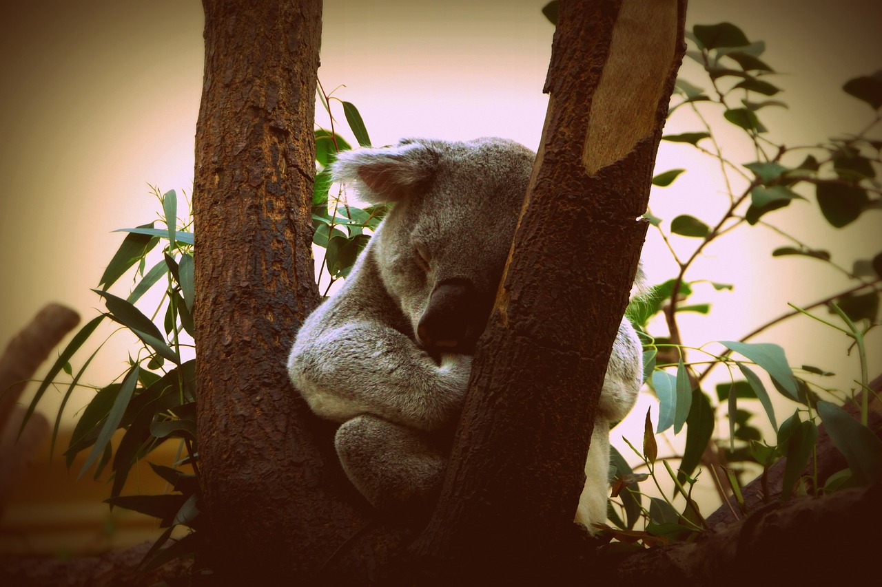 Koala, Gyvūnas, Gamta, Šuniukas, Mažas Meškiukas, Australia, Nemokamos Nuotraukos,  Nemokama Licenzija