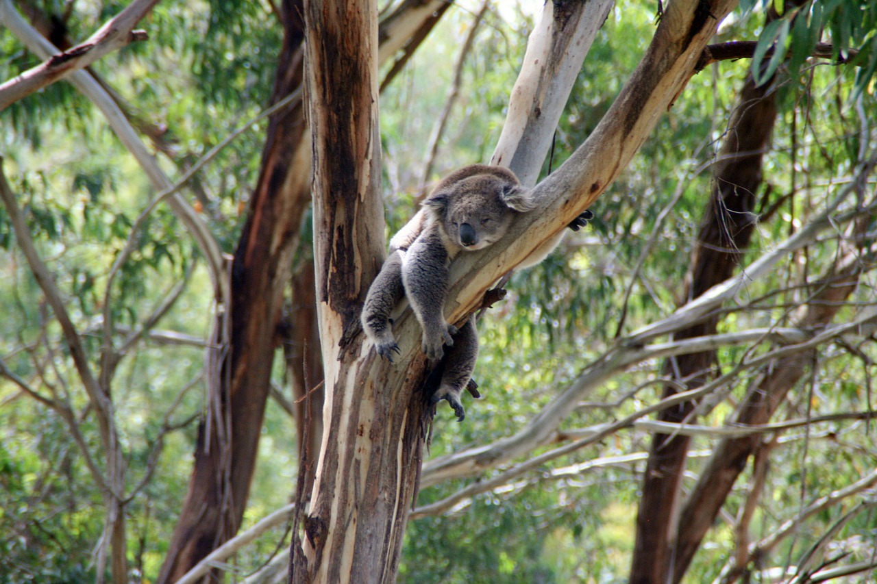 Koala, Koala Bear, Australia, Tingus, Eukaliptas, Eukalipto Medis, Nemokamos Nuotraukos,  Nemokama Licenzija