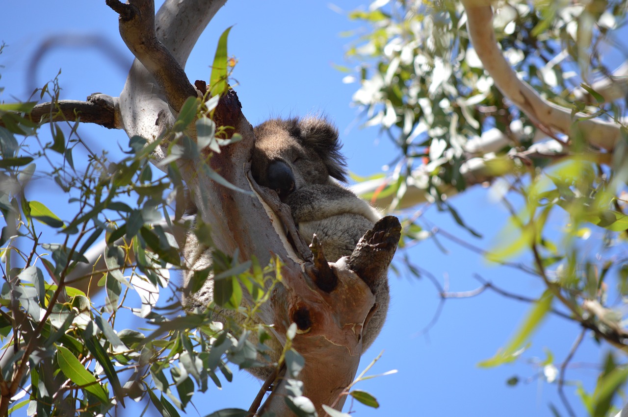 Koala,  Australia,  Marsupial,  Medis,  Gamta,  Gyvūnas,  Be Honoraro Mokesčio, Nemokamos Nuotraukos,  Nemokama Licenzija