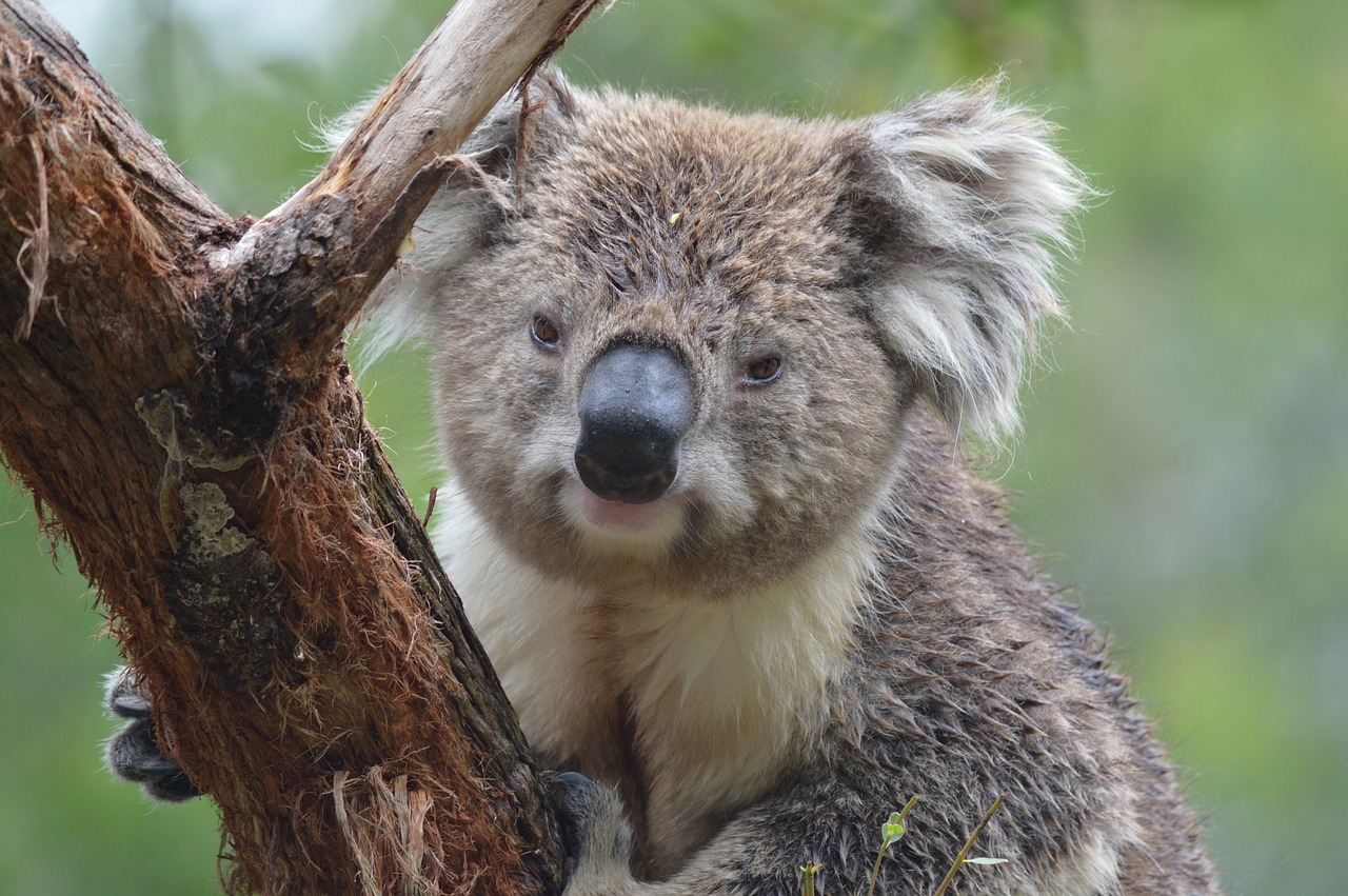 Koala,  Australia,  Marsupial,  Medis,  Gamta,  Gyvūnas,  Gyvūnų Pasaulis,  Be Honoraro Mokesčio, Nemokamos Nuotraukos,  Nemokama Licenzija