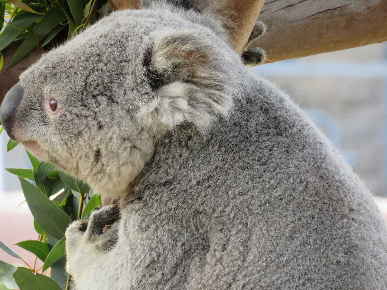 Koala,  San Diego Zoo,  Sterblinis, Nemokamos Nuotraukos,  Nemokama Licenzija