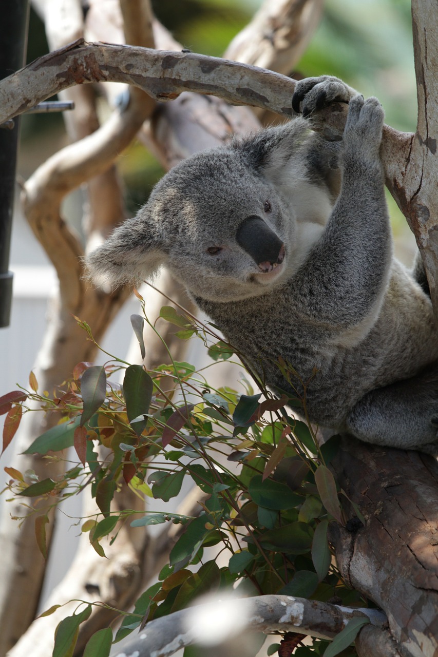 Koala, Iš Arti, Kailis, Gyvūnas, Laukinė Gamta, Laukiniai, Zoologija, Žinduolis, Rūšis, Dykuma