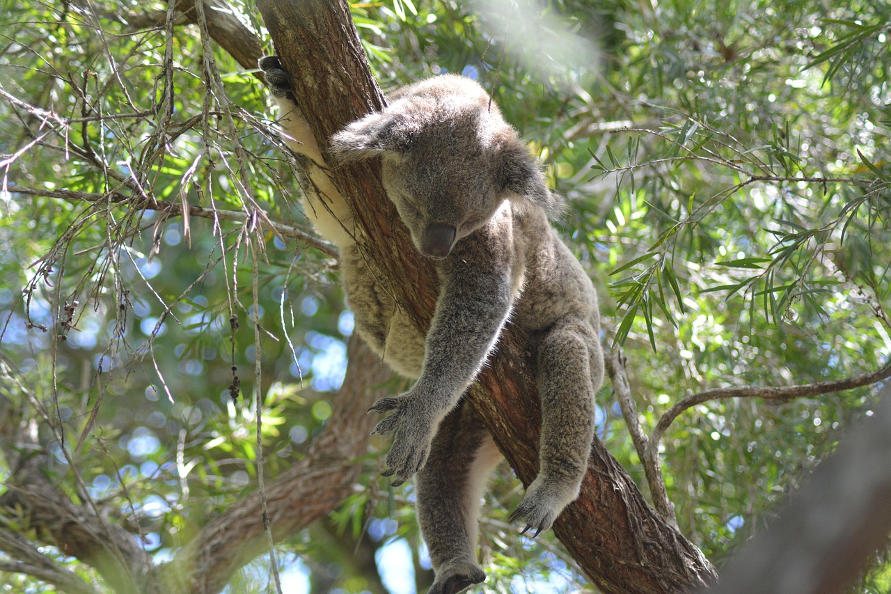 Koala,  Saldus,  Cutesy,  Natūralus,  Žinduoliai, Nemokamos Nuotraukos,  Nemokama Licenzija