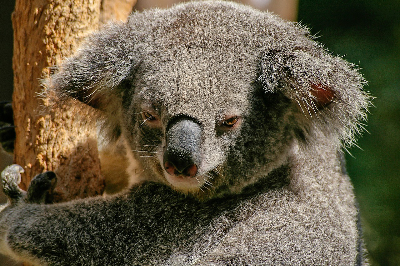 Koala, Turėti, Marsupial, Pilka, Pūkuotas, Piktograma, Australia, Gyvūnas, Mielas, Nemokamos Nuotraukos