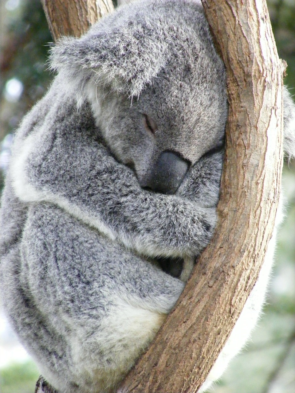 Koala, Australian, Australia, Laukinė Gamta, Gimtoji, Eukaliptas, Miega, Miegoti, Lapai, Aussie