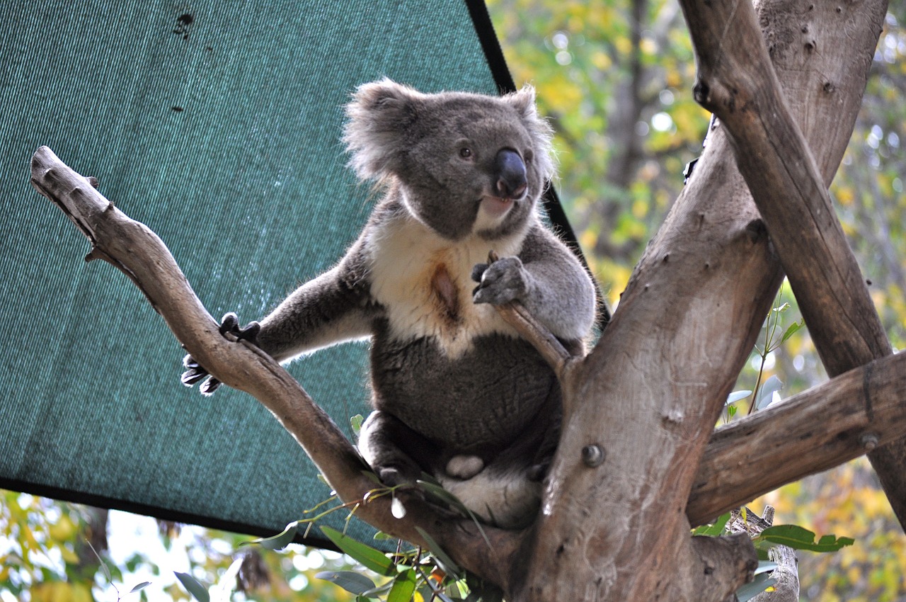 Koala, Žinduolis, Turėti, Zoologijos Sodas, Australian, Eukaliptas, Purus, Gyvūnas, Marsupial, Nemokamos Nuotraukos