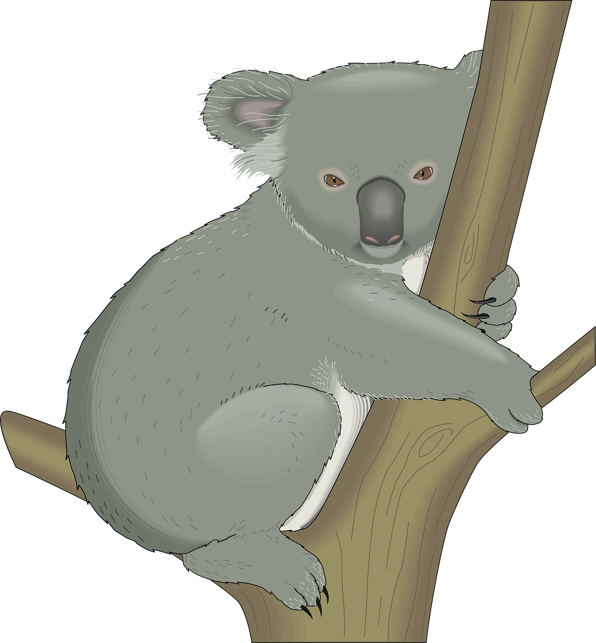 Koala, Australia, Medis, Apkabinti, Filialas, Gyvūnas, Žinduolis, Laukinė Gamta, Australian, Gimtoji