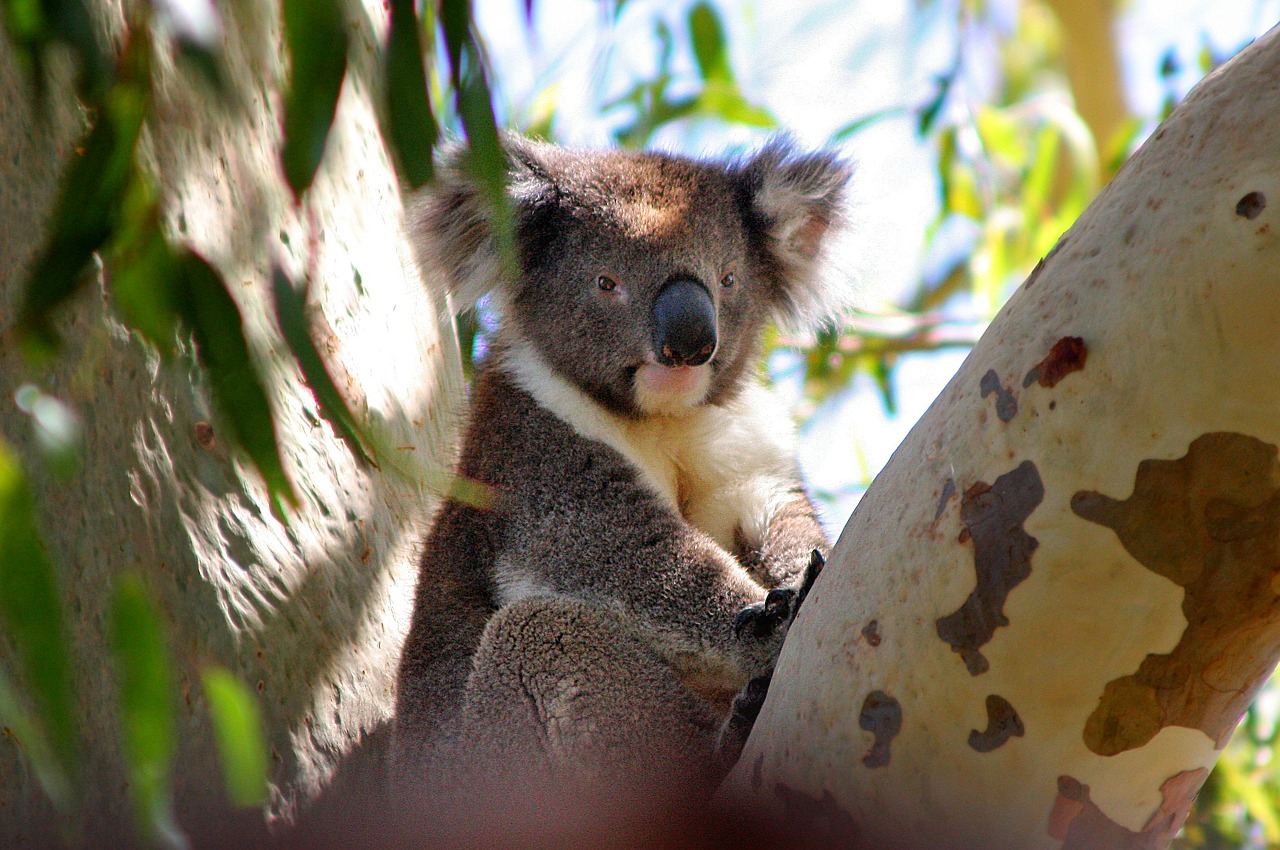 Koala, Australia, Phascolarctos Cinereus, Koala Bear, Gamtos Apsauga, Poilsis, Veidas, Mieguistas, Nemokamos Nuotraukos,  Nemokama Licenzija