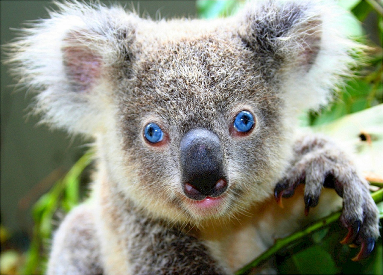 Koala, Turėti, Mielas, Pilka, Mėlynos Akys, Unikalus, Australia, Arboreal, Žolėdžių, Marsupial