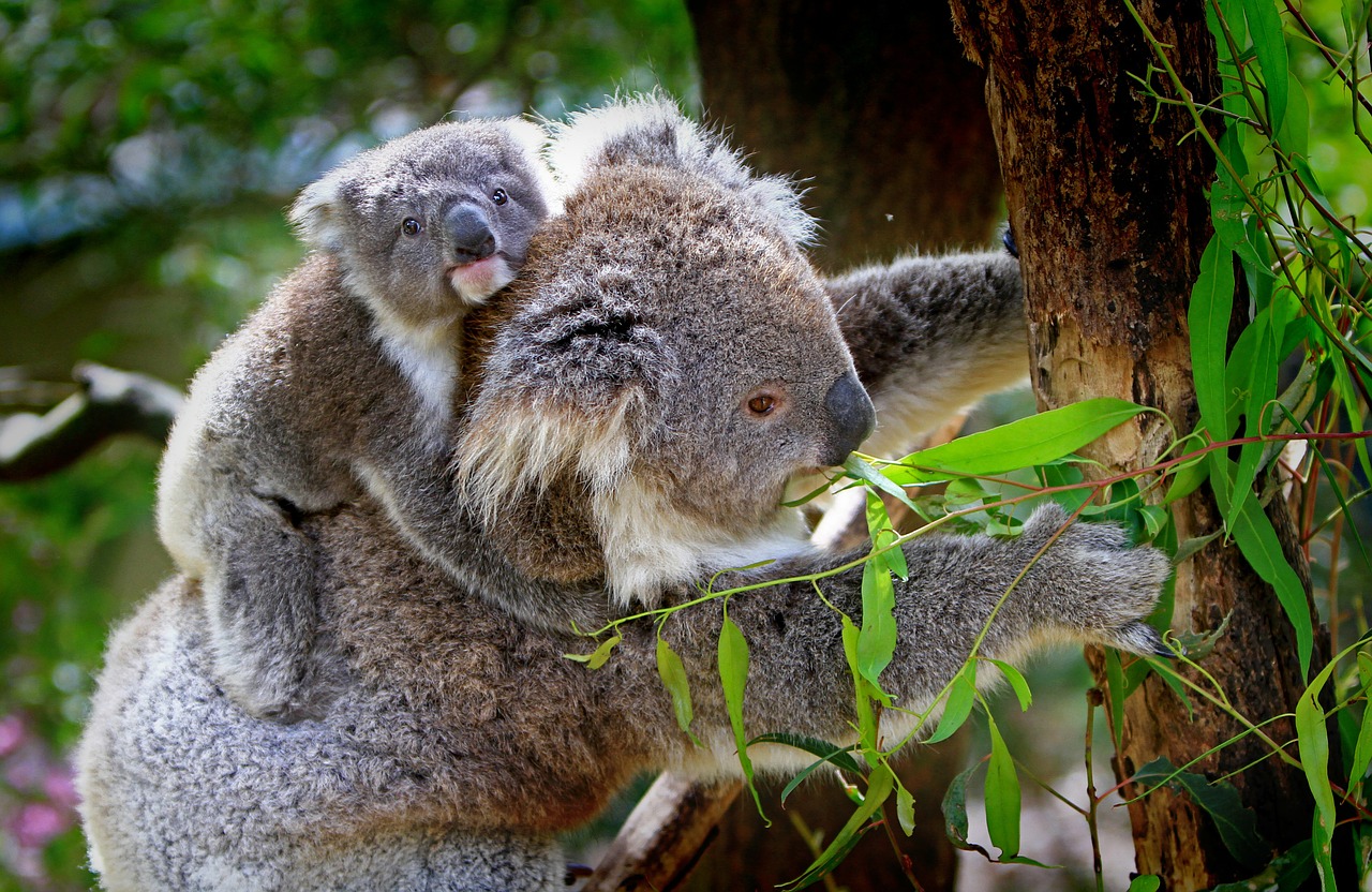Koala, Gyvūnai, Žinduoliai, Australian, Pilka, Kailiai, Pūkuotas, Mama, Vaikas, Motina