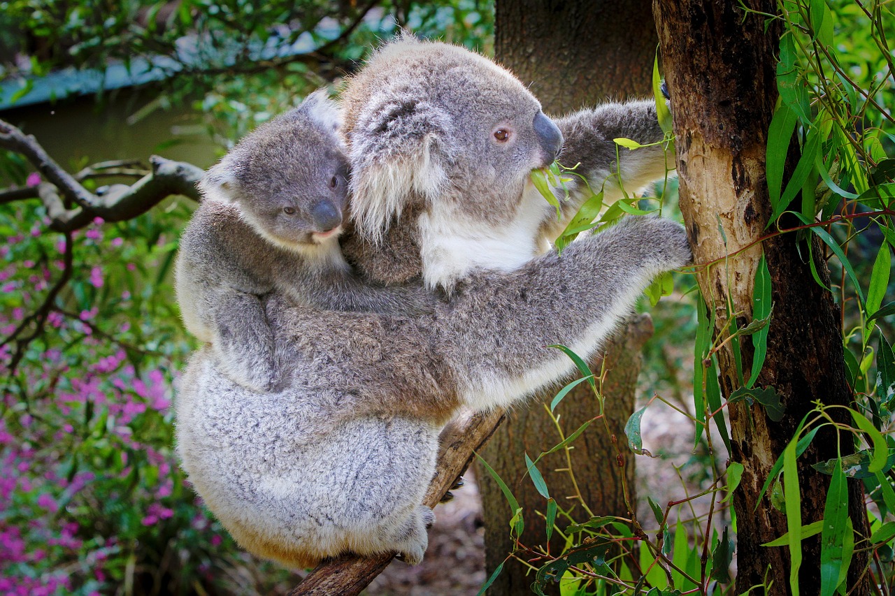 Koala, Australia, Gyvūnas, Gamtos Apsauga, Phascolarctos Cinereus, Kūdikis, Nemokamos Nuotraukos,  Nemokama Licenzija