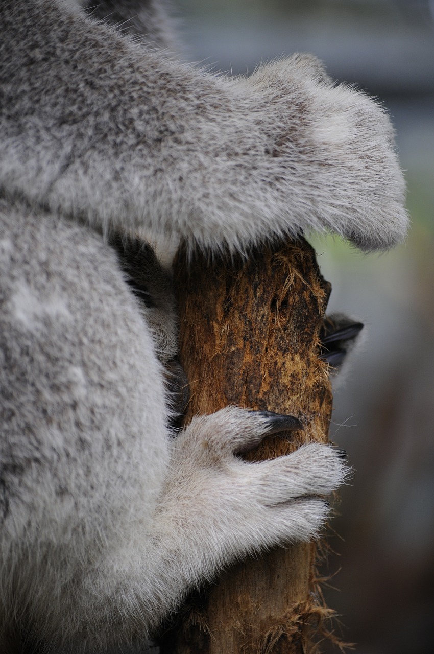 Koala, Gamta, Gyvūnai, Kojos, Australia, Šuniukas, Nemokamos Nuotraukos,  Nemokama Licenzija